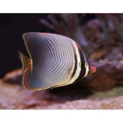 Chaetodon baronessa – Baroness  Butterflyfish M - Ψάρια Θαλασσινού