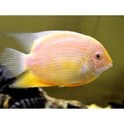 Heros severum – Red Spot Severum 4-5cm - Ψάρια Γλυκού