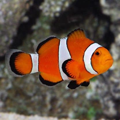 Amphiprion percula M – Orange Percula Clownfish - Ψάρια Θαλασσινού