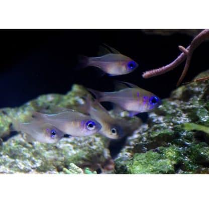 Apogon leptacanthus-Threadfin cardinalfish-M - Ψάρια Θαλασσινού