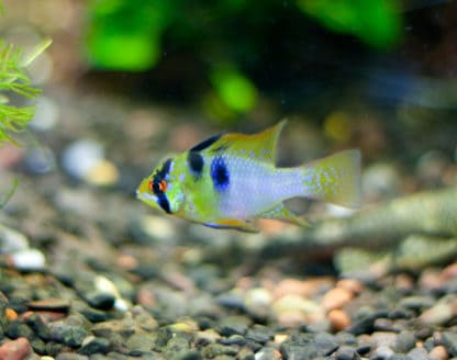 Mikrogeophagus ramirezi – Butterfly Cichlid - Ψάρια Γλυκού