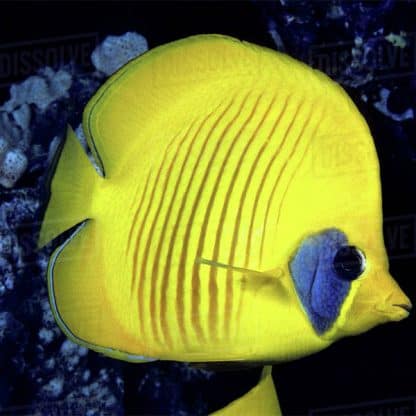 Chaetodon semilarvatus M – Bluecheek Butterflyfish - Ψάρια Θαλασσινού