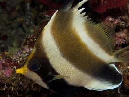 Heniochus chrysostomus M – Threeband Bannerfish - Ψάρια Θαλασσινού