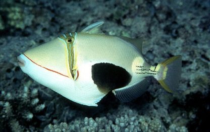 Rhinecanthus verrucosus – Blackbelly Triggerfish M - Ψάρια Θαλασσινού