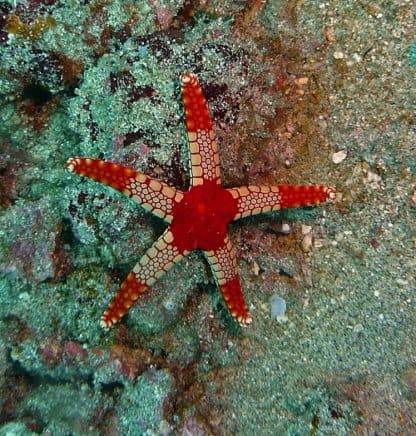 Fromia monilis – Necklace Starfish - Ασπόνδυλα Θαλασσινού