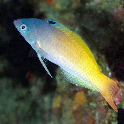 Halichoeres prosopeion M – Two tone wrasse - Ψάρια Θαλασσινού