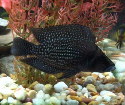 Altolamprologus calvus – Black Congo Calvus S - Ψάρια Γλυκού