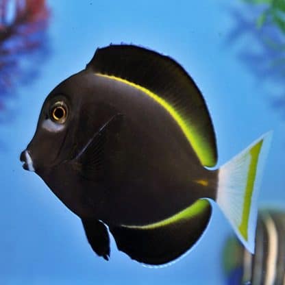 Acanthurus nigricans M – Whitecheek Surgeonfish - Ψάρια Θαλασσινού