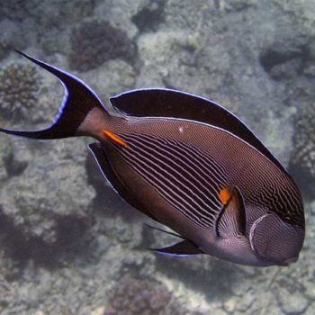 Acanthurus sohal S – Sohal Surgeonfish - Ψάρια Θαλασσινού