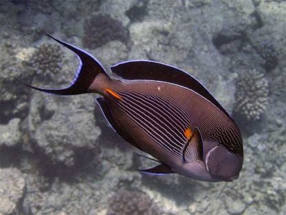 Acanthurus sohal S – Sohal Surgeonfish - Ψάρια Θαλασσινού