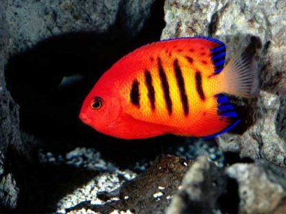 Centropyge loriculus M – Flame Angelfish - Ψάρια Θαλασσινού