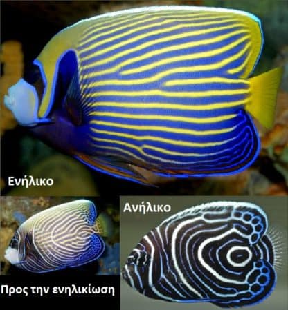 Pomacanthus imperator (M) – Emperor Angelfish - Ψάρια Θαλασσινού