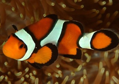 Amphiprion Ocellaris – Orange Clownfish 3-5cm - Ψάρια Θαλασσινού