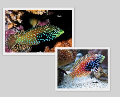 Macropharyngodon bipartitus M – Blue Star Leopard Wrasse - Ψάρια Θαλασσινού