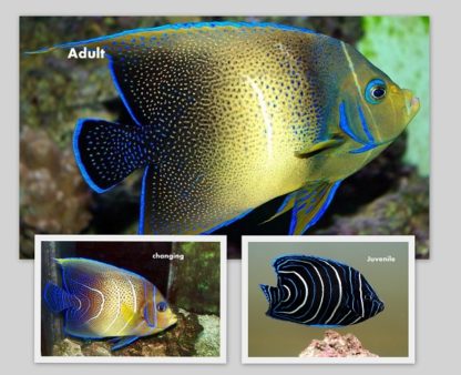 Pomacanthus semicirculatus M – Semicircle Angelfish - Ψάρια Θαλασσινού