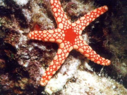 Fromia elegans – Red Starfish - Ασπόνδυλα Θαλασσινού