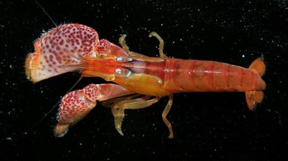 Alpheus sp. – Snapping Shrimp - Ασπόνδυλα Θαλασσινού