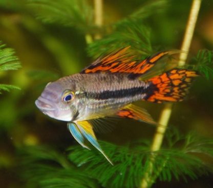 Apistogramma cacatuoides – Ccockatoo Cichlid Double Red - Ψάρια Γλυκού