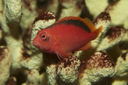 Neocirrhites armatus – Flame Hawkfish - Ψάρια Θαλασσινού