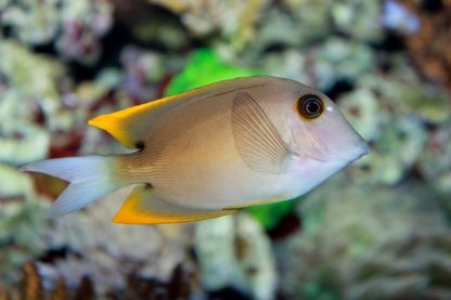 Ctenochaetus tominiensis M – Tomini Surgeonfish - Ψάρια Θαλασσινού