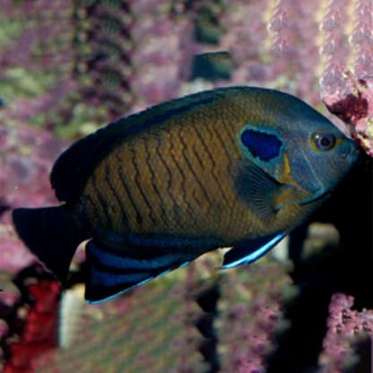 Centropyge multispinis M – Dusky Angelfish - Ψάρια Θαλασσινού