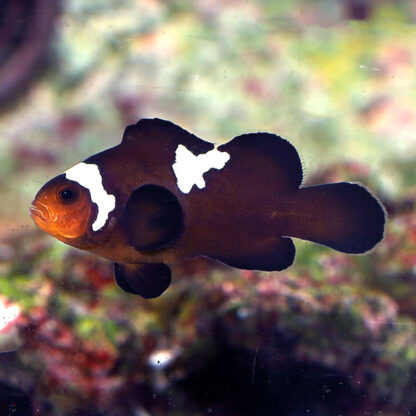 Amphiprion ocellaris – Midnight Lightning Clownfish - Ψάρια Θαλασσινού