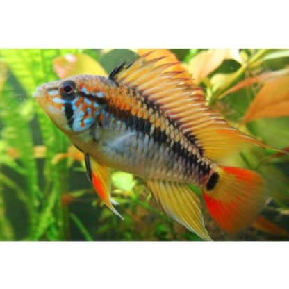 Apistogramma macmasteri – Macmaster’S Apisto 2-3cm - Ψάρια Γλυκού