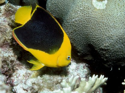 Holacanthus tricolor S – Rock Beauty Angelfish - Ψάρια Θαλασσινού