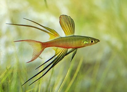 Iriatherina werneri – Featherfin Rainbowfish - Ψάρια Γλυκού