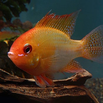 Microgeophagus ramirezi – German Gold Ram Dwarf Cic... - Ψάρια Γλυκού