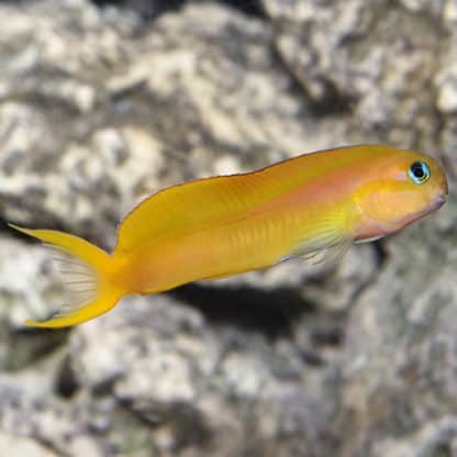 Ecsenius midas M – Midas Blenny - Ψάρια Θαλασσινού