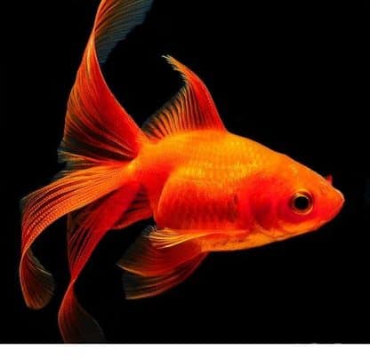 Carassius auratus – Red Fantail Goldfish 10cm - Ψάρια Γλυκού