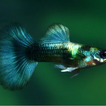 Poecilia reticulata -Metallic Assorted Guppy Male - Ψάρια Γλυκού