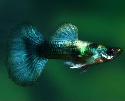 Poecilia reticulata -Metallic Assorted Guppy Male - Ψάρια Γλυκού