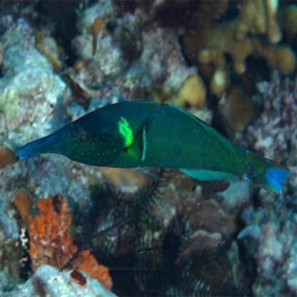 Gomphosus varius – Bird nose wrasse male - Ψάρια Θαλασσινού