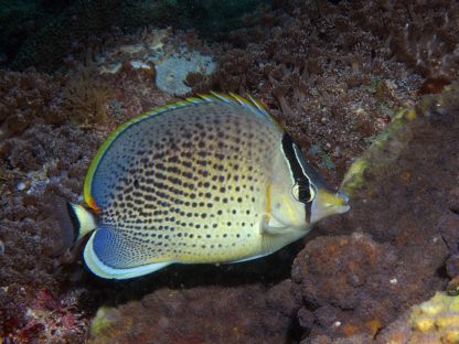 Chaetodon guttatissimus M – Peppered Butterflyfish - Ψάρια Θαλασσινού