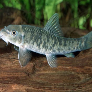 Garra ruffa – Doctor Fish 4-5cm - Ψάρια Γλυκού