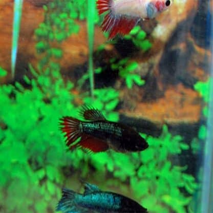 Betta splendens – Siamese Fighting Fish Crowntail Dumbo Female - Ψάρια Γλυκού