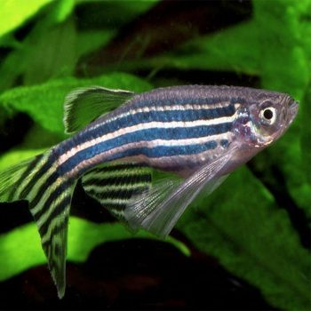 Danio rerio – Zebra Danio Long Fins - Ψάρια Γλυκού