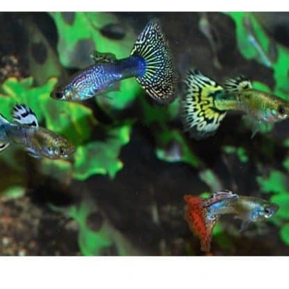 Poecilia reticulata -Guppy Snakeskin Mix - Sales