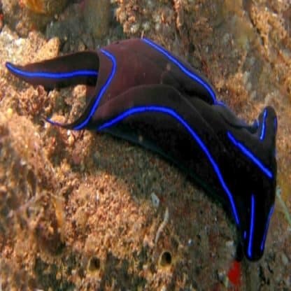 Cheilinodura sp. – Sea Slug - Ασπόνδυλα Θαλασσινού