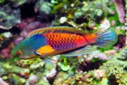 Cirrhilabrus ryukyuensis – Yellow Flanked Fairy Wrasse XL - Ψάρια Θαλασσινού