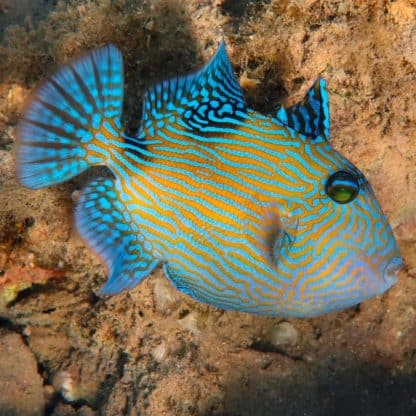 Pseudobalistes fuscus M – Blue Triggerfish - Ψάρια Θαλασσινού