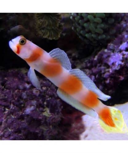 Amblygobius aurora M – Pinkbar Goby - Ψάρια Θαλασσινού