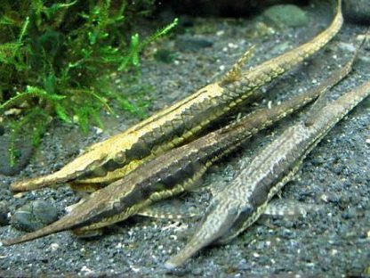 Farlowella colombiensis -Twig Catfish 16-20cm - Ψάρια Γλυκού