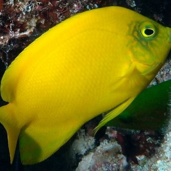 Centropyge heraldi M – Yellow Angelfish - Ψάρια Θαλασσινού