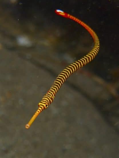 Doryrhamphus dactyliophorus M – Banded Pipefish - Ψάρια Θαλασσινού