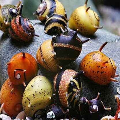 Neritina sp. – Neritina Horn Snail Mix - Ασπόνδυλα Γλυκού