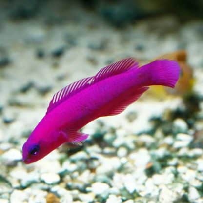 Pseudochromis fridmani – Orchid Dottyback - Ψάρια Θαλασσινού