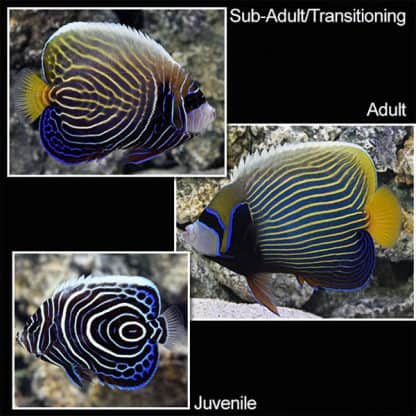 Pomacanthus imperator (Juv) L – Emperor Angelfish - Ψάρια Θαλασσινού